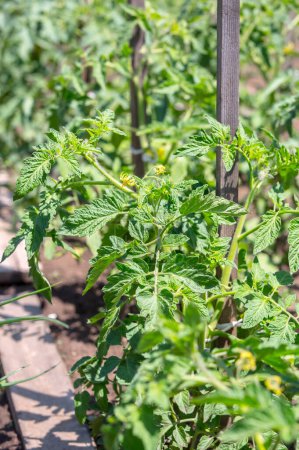 Foto de Plántulas de tomate verde joven en el jardín - Imagen libre de derechos