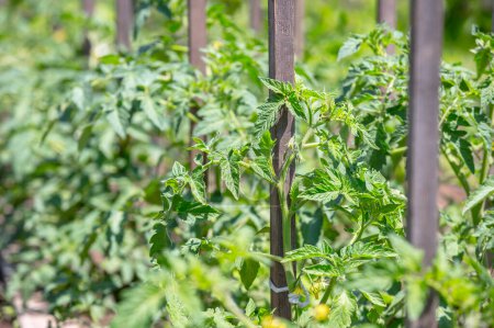 Téléchargez les photos : Jeunes plants de tomates vertes dans le jardin - en image libre de droit