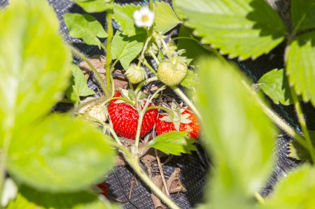 Téléchargez les photos : Bouquet de fraises fraîches poussant sur un champ - en image libre de droit