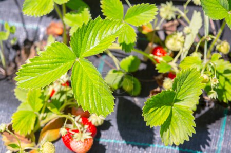 Photo for Bunch of fresh strawberries growing on a field - Royalty Free Image