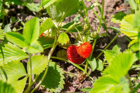 Téléchargez les photos : Bouquet de fraises fraîches poussant sur un champ - en image libre de droit