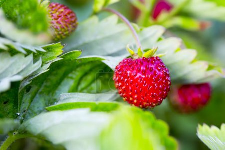 Photo for Bunch of fresh strawberries growing on a field - Royalty Free Image