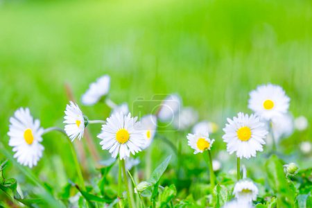 Photo for Daisies and green grass wallpaper - Royalty Free Image