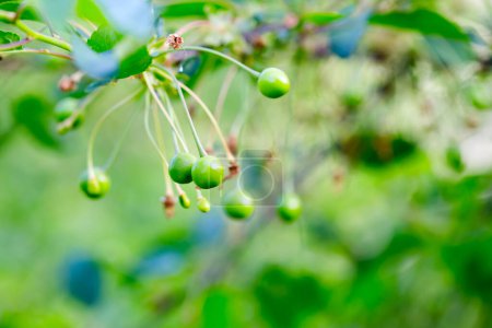 Téléchargez les photos : Cerises vertes sur l'arbre dans le jardin - en image libre de droit