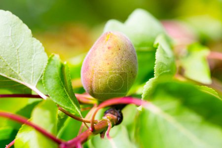 Foto de Albaricoque de fruta joven en el árbol - Imagen libre de derechos