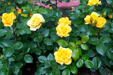 Foto de Rosas amarillas en el jardín - Imagen libre de derechos