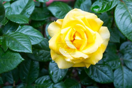 Foto de Rosa amarilla en el jardín de cerca - Imagen libre de derechos
