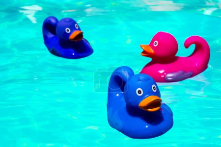 Foto de Patitos de goma de colores en la piscina - Imagen libre de derechos