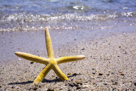 Foto de Playa de arena de verano con estrellas de mar - Imagen libre de derechos