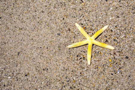 Foto de Playa de arena de verano con estrellas de mar - Imagen libre de derechos