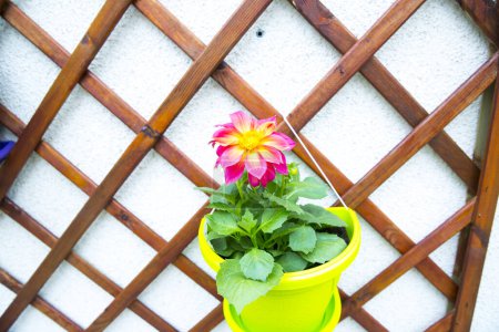 Photo for Colorful spring flower in flowerpot - Royalty Free Image