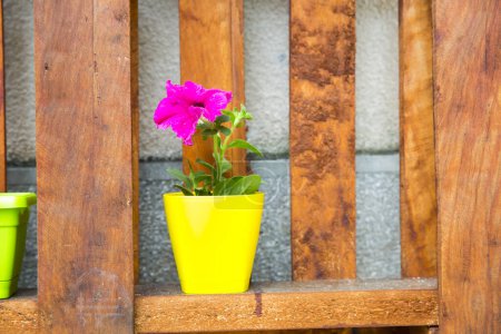 Téléchargez les photos : Fleur de printemps colorée en pot de fleurs - en image libre de droit