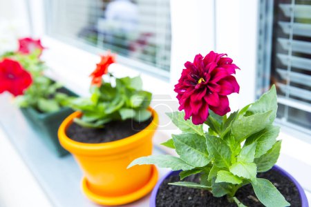 Téléchargez les photos : Fleurs printanières colorées dans des pots de fleurs - en image libre de droit