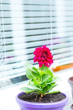 Foto de Flor rosa en maceta en alféizar de ventana - Imagen libre de derechos