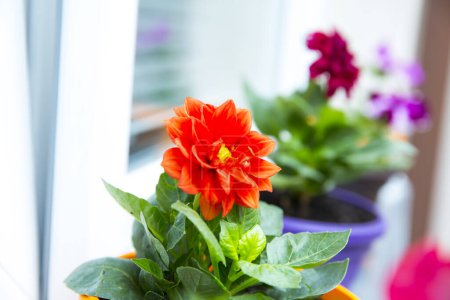 Photo for Colorful spring flowers in flowerpots - Royalty Free Image