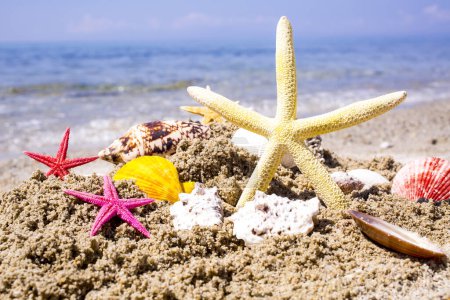Photo for Starfish on the sandy sea beach - Royalty Free Image