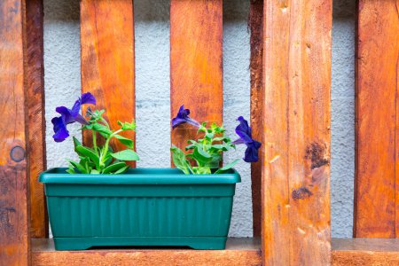 Photo for Colorful spring flowers in flowerpot - Royalty Free Image