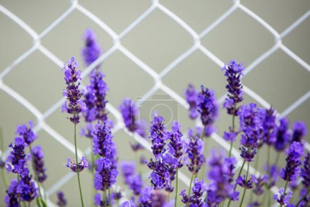 Foto de Hermosas flores de lavanda en el campo - Imagen libre de derechos