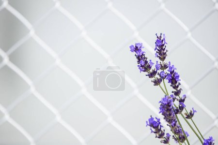 Photo for Beautiful lavender flowers in field - Royalty Free Image