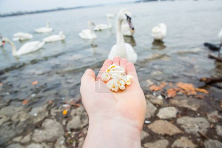 Téléchargez les photos : Alimentation humaine pour cygnes sur la côte du lac - en image libre de droit