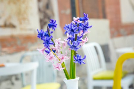 Téléchargez les photos : Belles fleurs colorées jacinthe - en image libre de droit