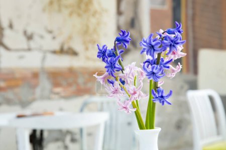 Photo for Beautiful colorful hyacinth flowers - Royalty Free Image