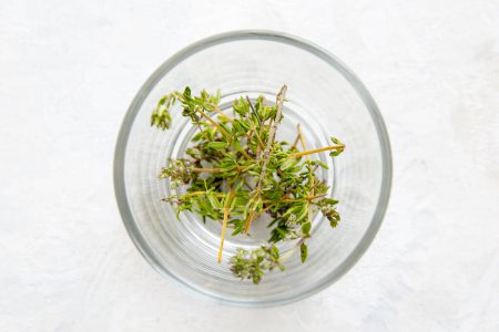 Photo for Top view of thyme in glass bowl - Royalty Free Image