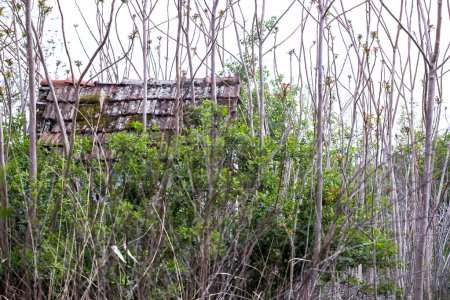 Foto de Antigua casa abandonada y patio verde - Imagen libre de derechos