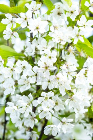 Photo for White spring flowers, nature, apple tree - Royalty Free Image