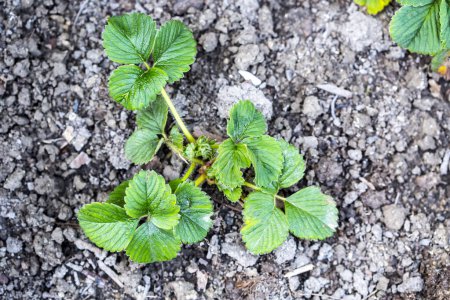 Photo for Strawberry plant with green leaves - Royalty Free Image