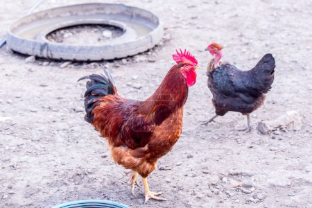 Téléchargez les photos : Le coq avec des poules à la ferme - en image libre de droit