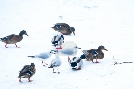 Téléchargez les photos : Groupe de canards sur la neige en hiver - en image libre de droit