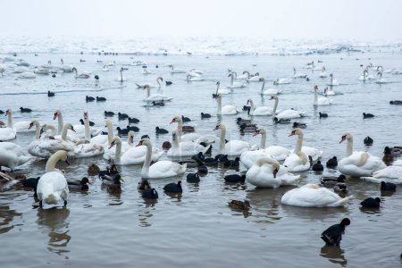 Foto de Los cisnes nadan en el río, una bandada de cisnes invernando en el río - Imagen libre de derechos