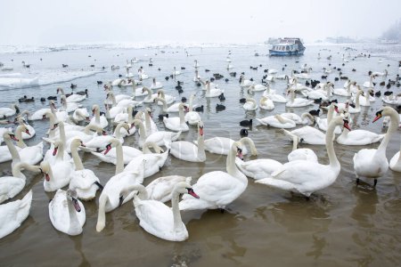 Photo for Swans swim in the river, a flock of swans wintering on the river - Royalty Free Image