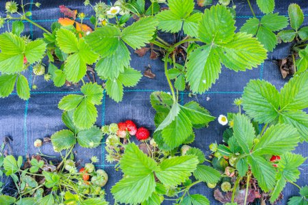 Photo for Red and green organic strawberries - Royalty Free Image