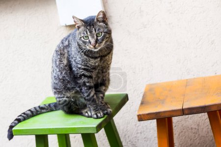 Téléchargez les photos : Un chat sur une chaise verte - en image libre de droit