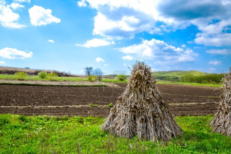 Photo for Bundles of dried corn stalks on a field - Royalty Free Image