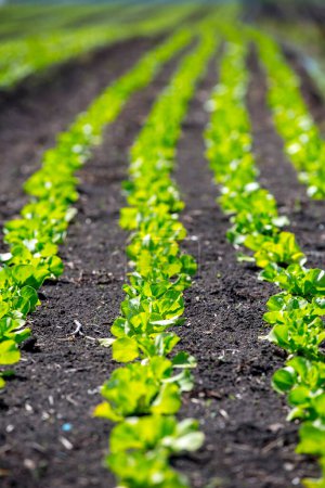 Photo for Rows of lettuce in the field - Royalty Free Image