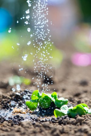 Foto de Plantas de lechuga con gotas de agua y spray de agua - Imagen libre de derechos