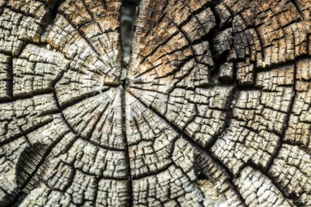 Foto de Fondo o textura de madera vieja - Imagen libre de derechos