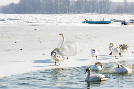 Téléchargez les photos : De beaux oiseaux (cygnes, canards) nagent dans le Danube gelé en hiver - en image libre de droit
