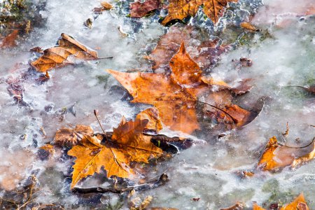 Téléchargez les photos : Automne avec feuilles d'érable congelées dans la glace - en image libre de droit