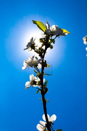 Téléchargez les photos : Fleurs de cerisier branches d'arbre sur fond bleu ciel - en image libre de droit