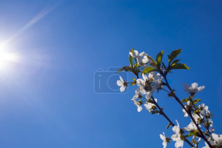 Téléchargez les photos : Fleurs de cerisier branches d'arbre sur fond bleu ciel - en image libre de droit