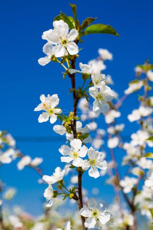 Photo for Cherry blossom tree branches on blue sky background - Royalty Free Image