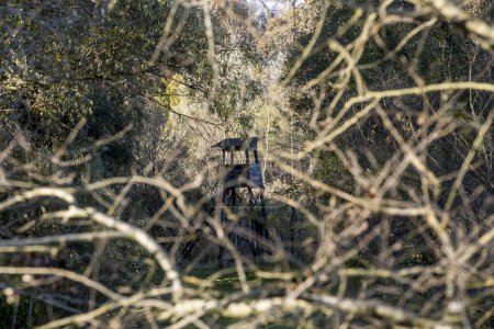 Foto de Torre de madera en el soleado bosque de primavera - Imagen libre de derechos
