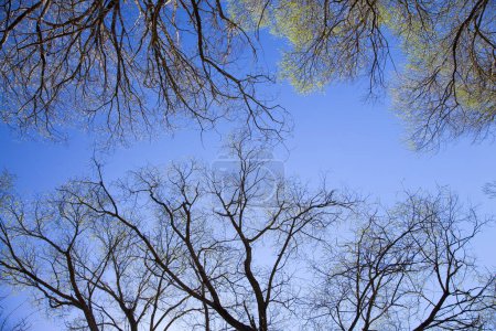 Téléchargez les photos : Branches d'arbres sur fond bleu ciel - en image libre de droit