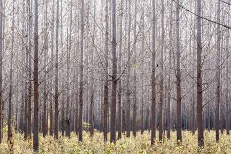 Téléchargez les photos : Paysage de parc d'automne avec des arbres - en image libre de droit