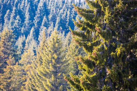 Téléchargez les photos : Forêt de sapins dans les montagnes - en image libre de droit