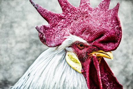 Photo for Closeup of a white rooster - Royalty Free Image